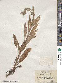 Cynoglossum officinale image