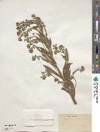 Cynoglossum officinale image