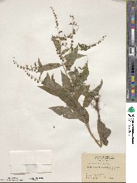 Cynoglossum officinale image