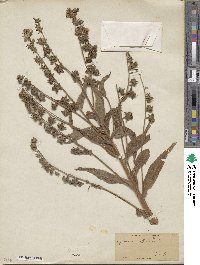 Cynoglossum officinale image