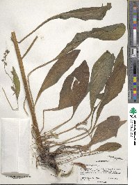 Cynoglossum officinale image