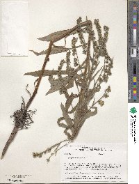 Cynoglossum officinale image