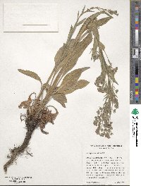 Cynoglossum officinale image