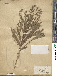 Cynoglossum officinale image