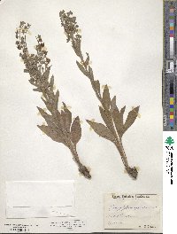 Cynoglossum officinale image