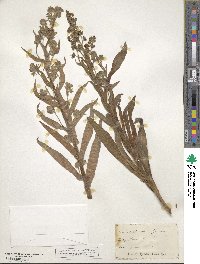 Cynoglossum officinale image