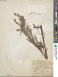 Cynoglossum officinale image