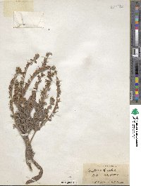 Cynoglossum officinale image