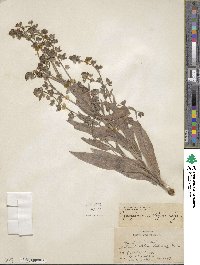 Cynoglossum officinale image