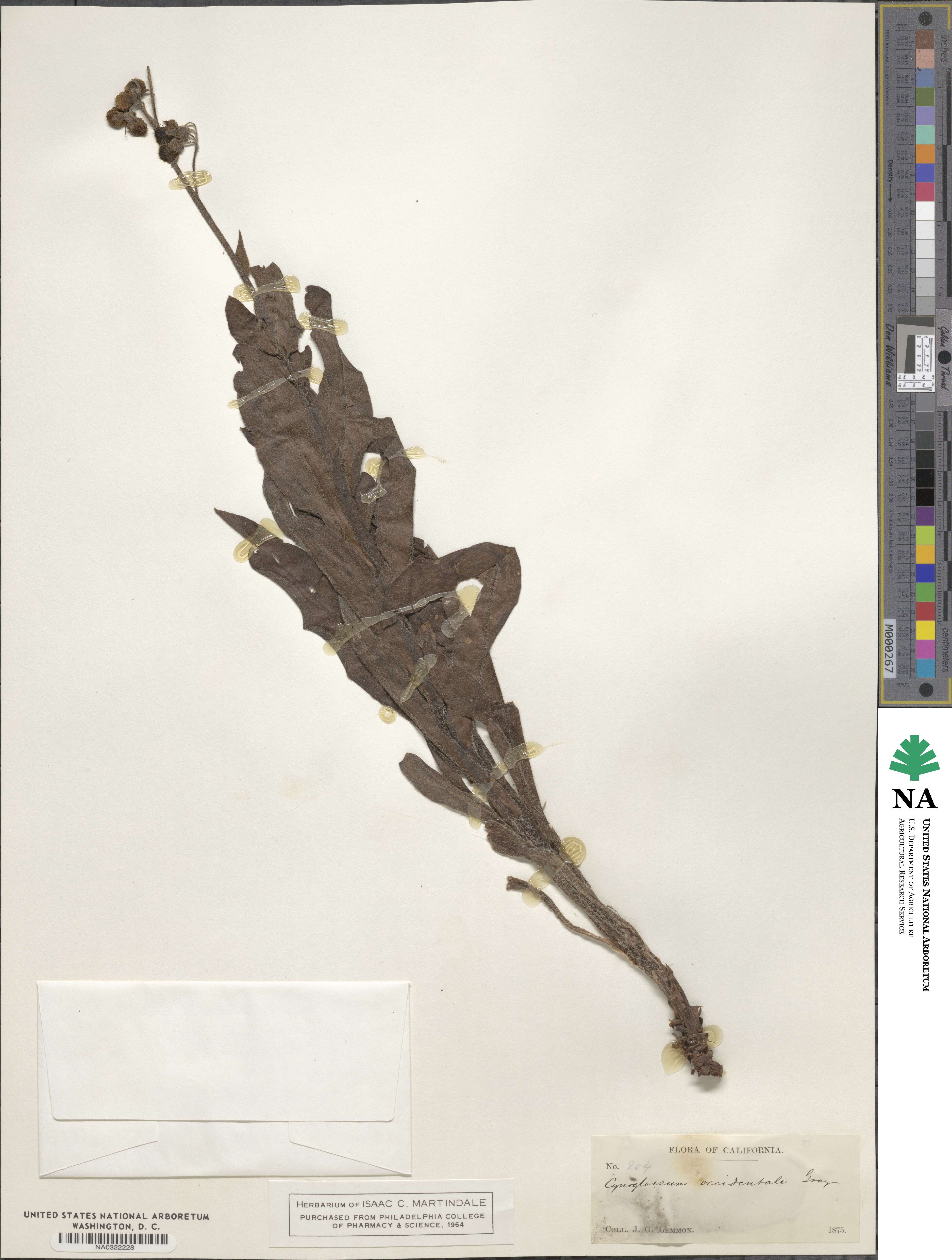 Andersonglossum occidentale image