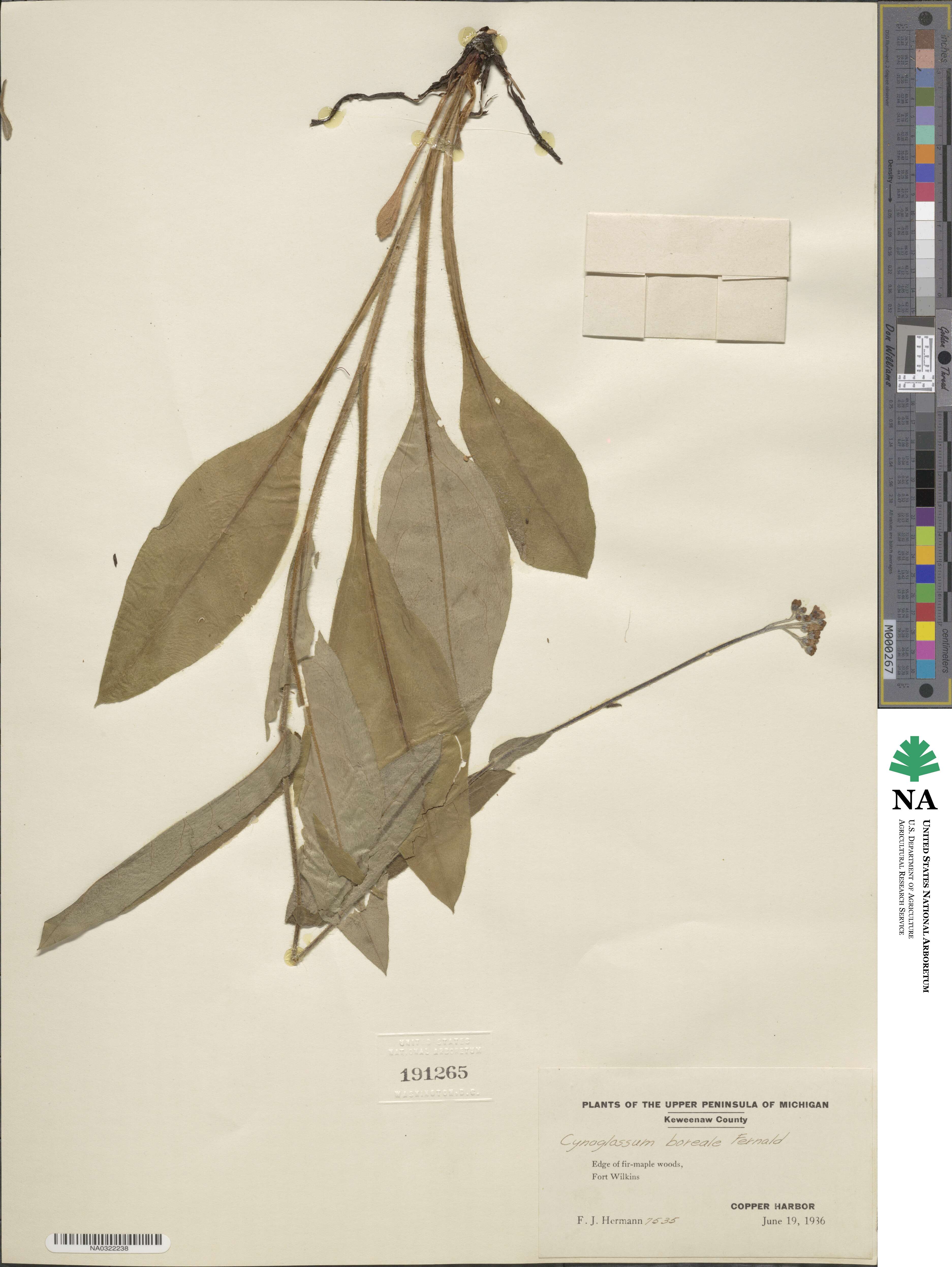 Andersonglossum boreale image