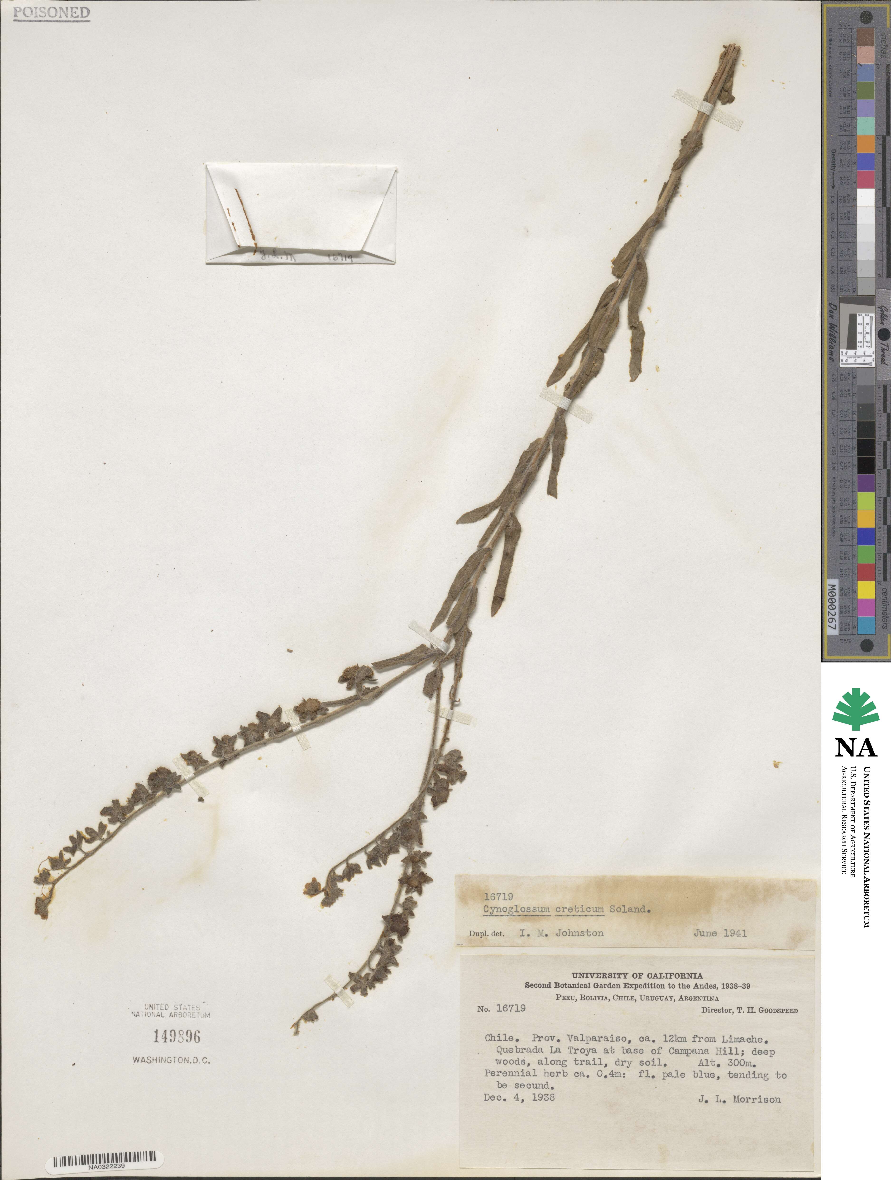 Cynoglossum creticum image