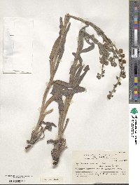 Cynoglossum creticum image