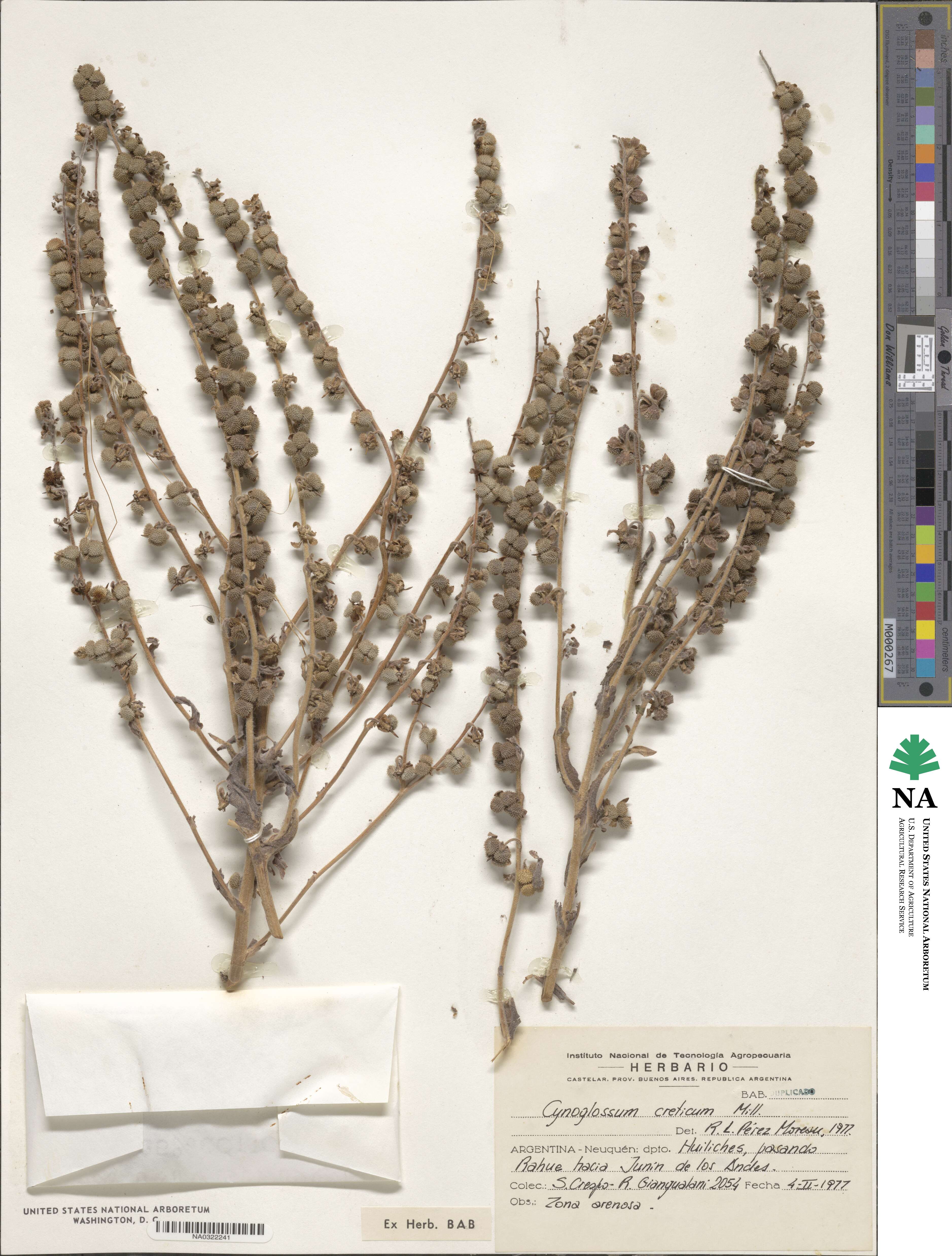 Cynoglossum creticum image