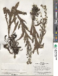 Cynoglossum creticum image