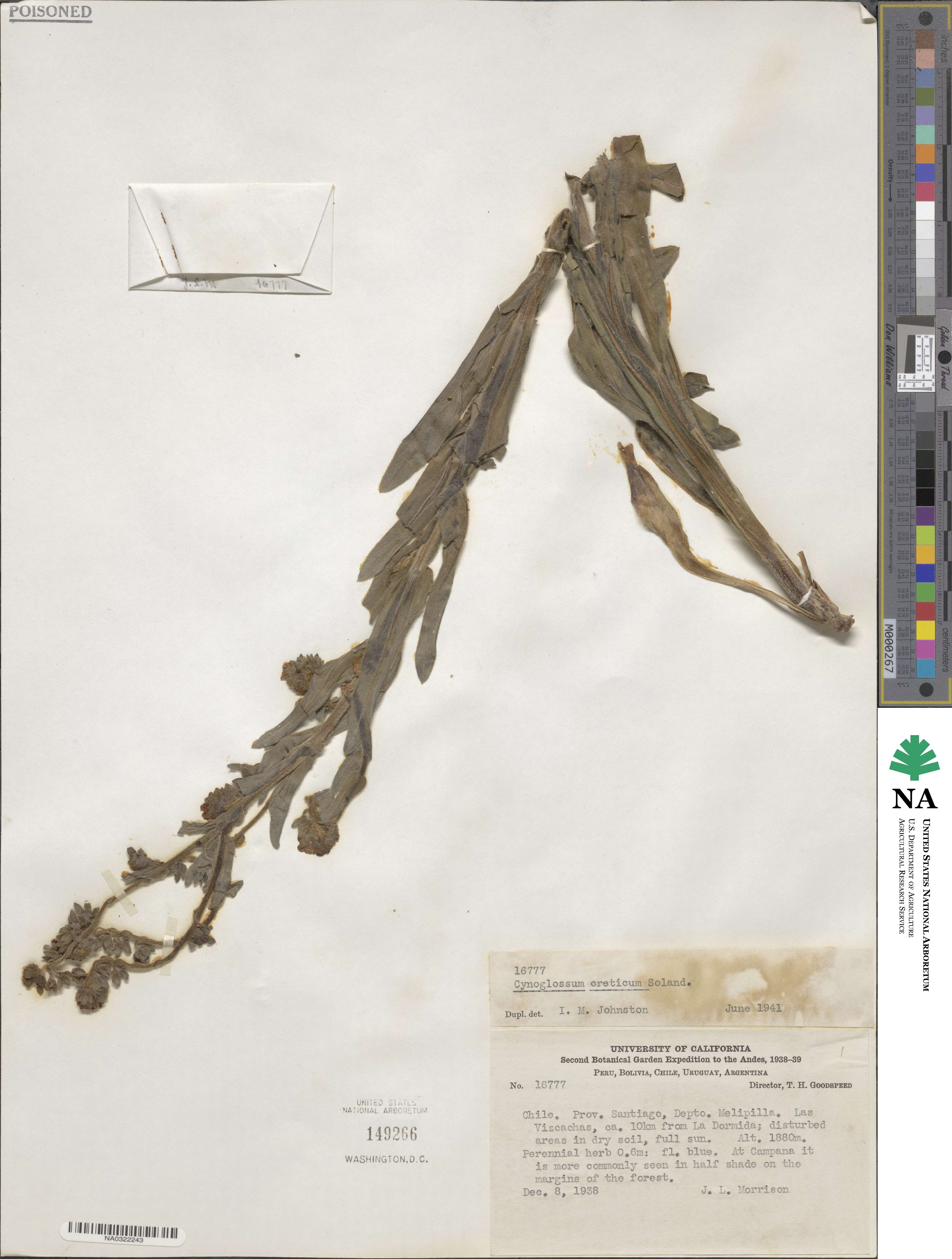 Cynoglossum creticum image