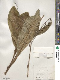 Image of Andersonglossum virginianum