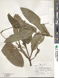 Andersonglossum virginianum image