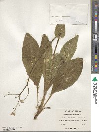 Andersonglossum virginianum image