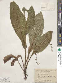 Andersonglossum virginianum image