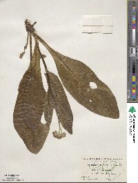 Andersonglossum virginianum image