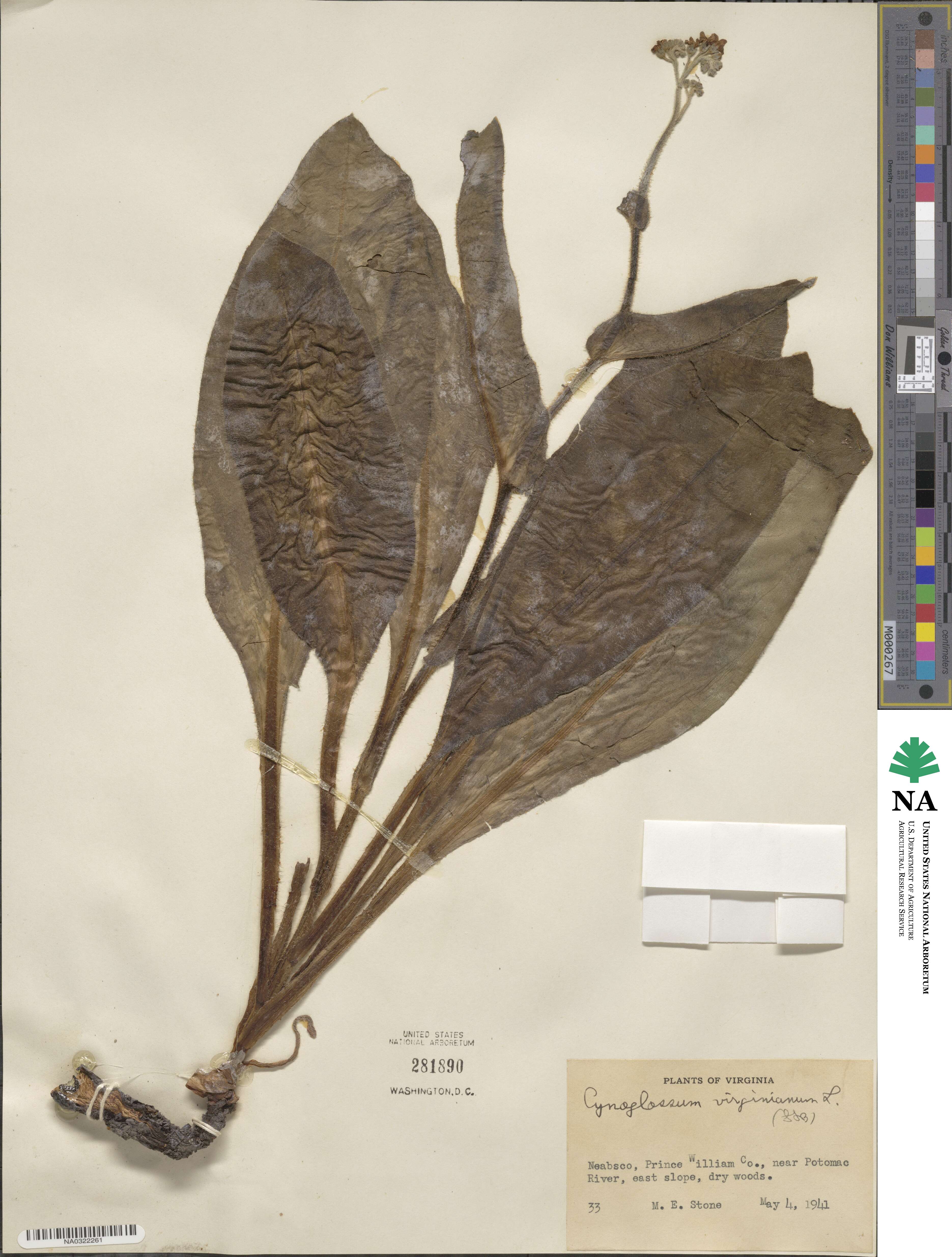 Andersonglossum virginianum image