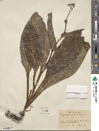 Andersonglossum virginianum image