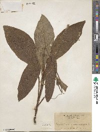 Andersonglossum virginianum image