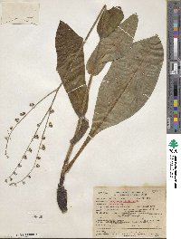 Andersonglossum virginianum image