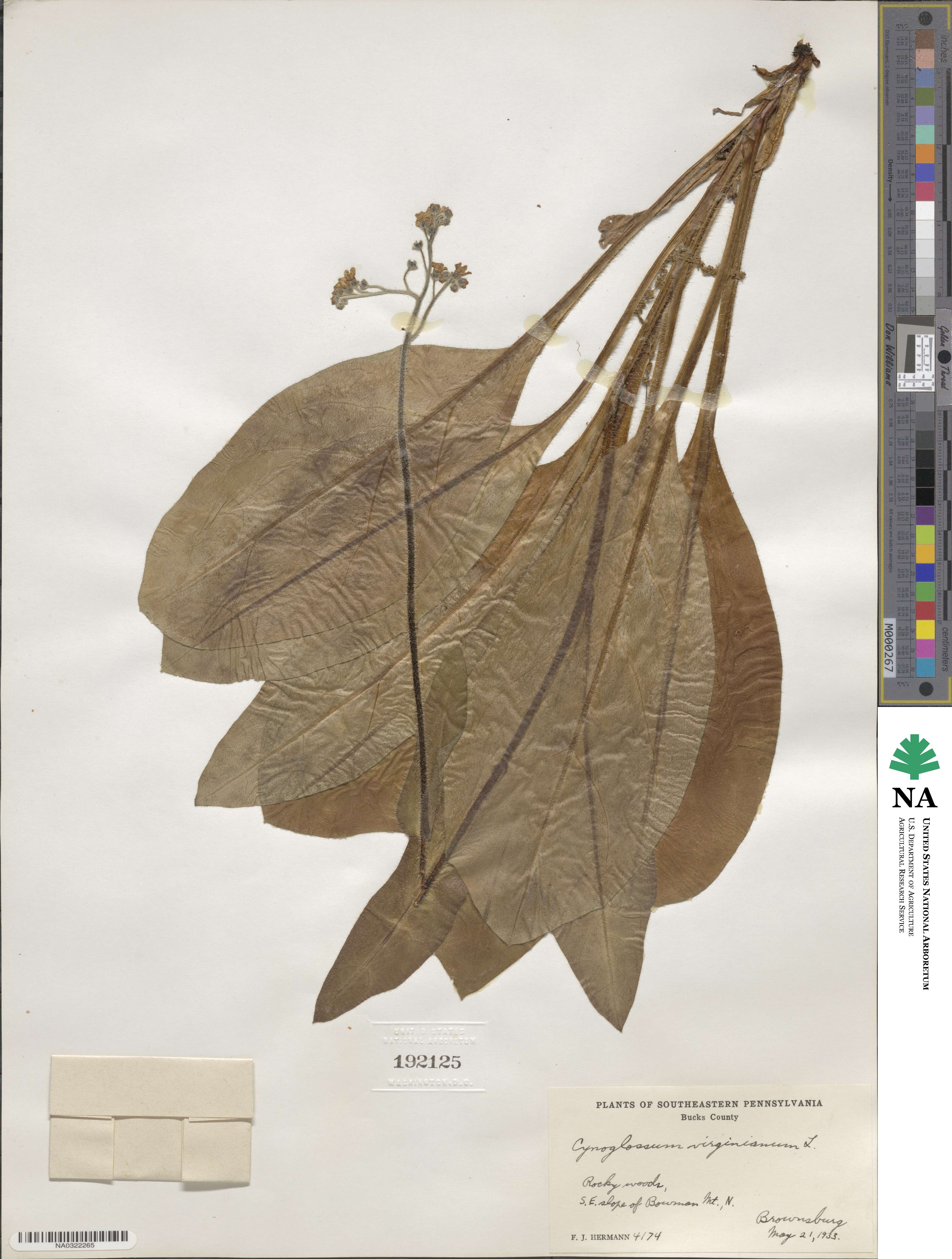Andersonglossum virginianum image