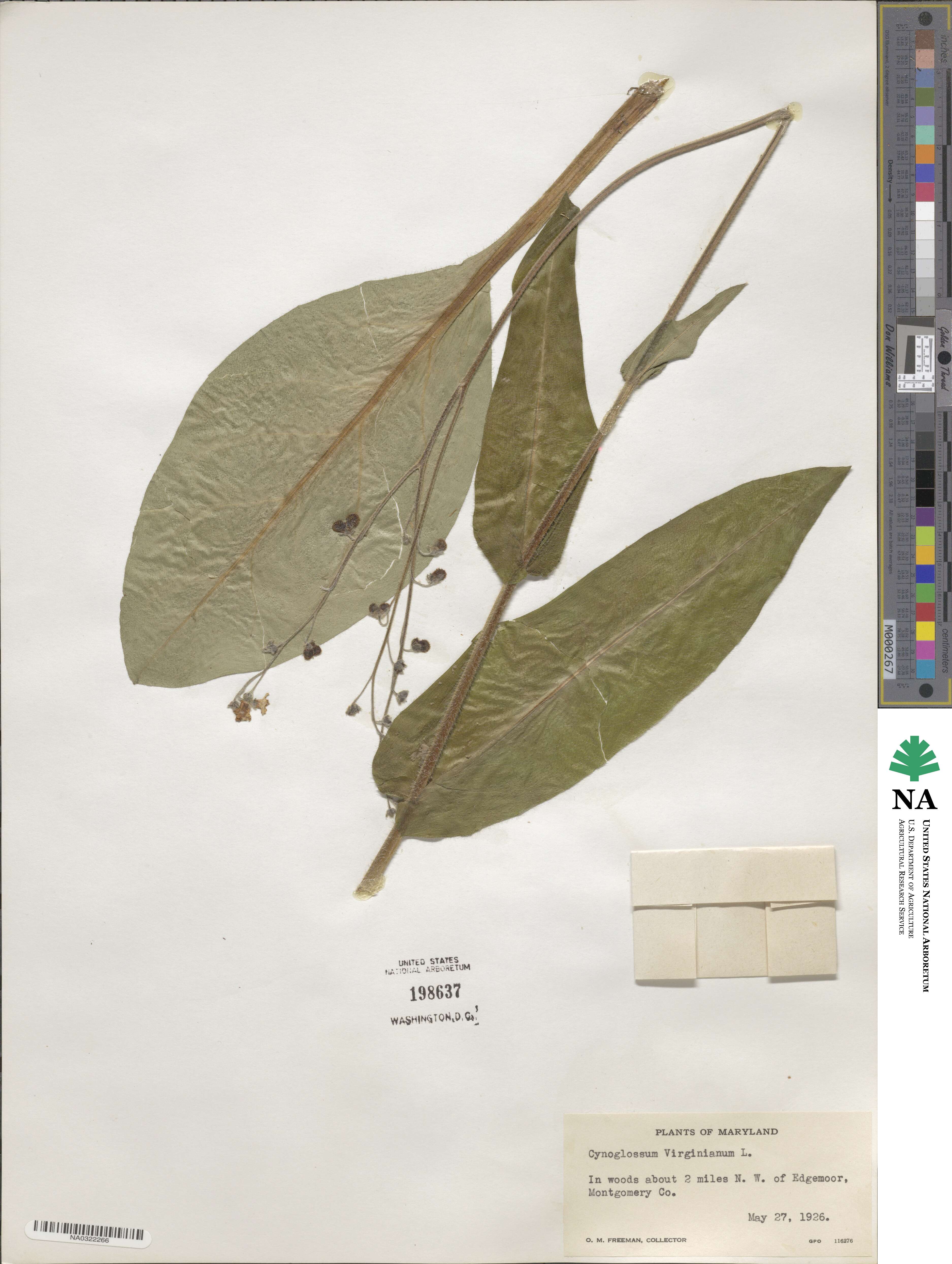 Andersonglossum virginianum image