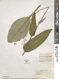 Andersonglossum virginianum image