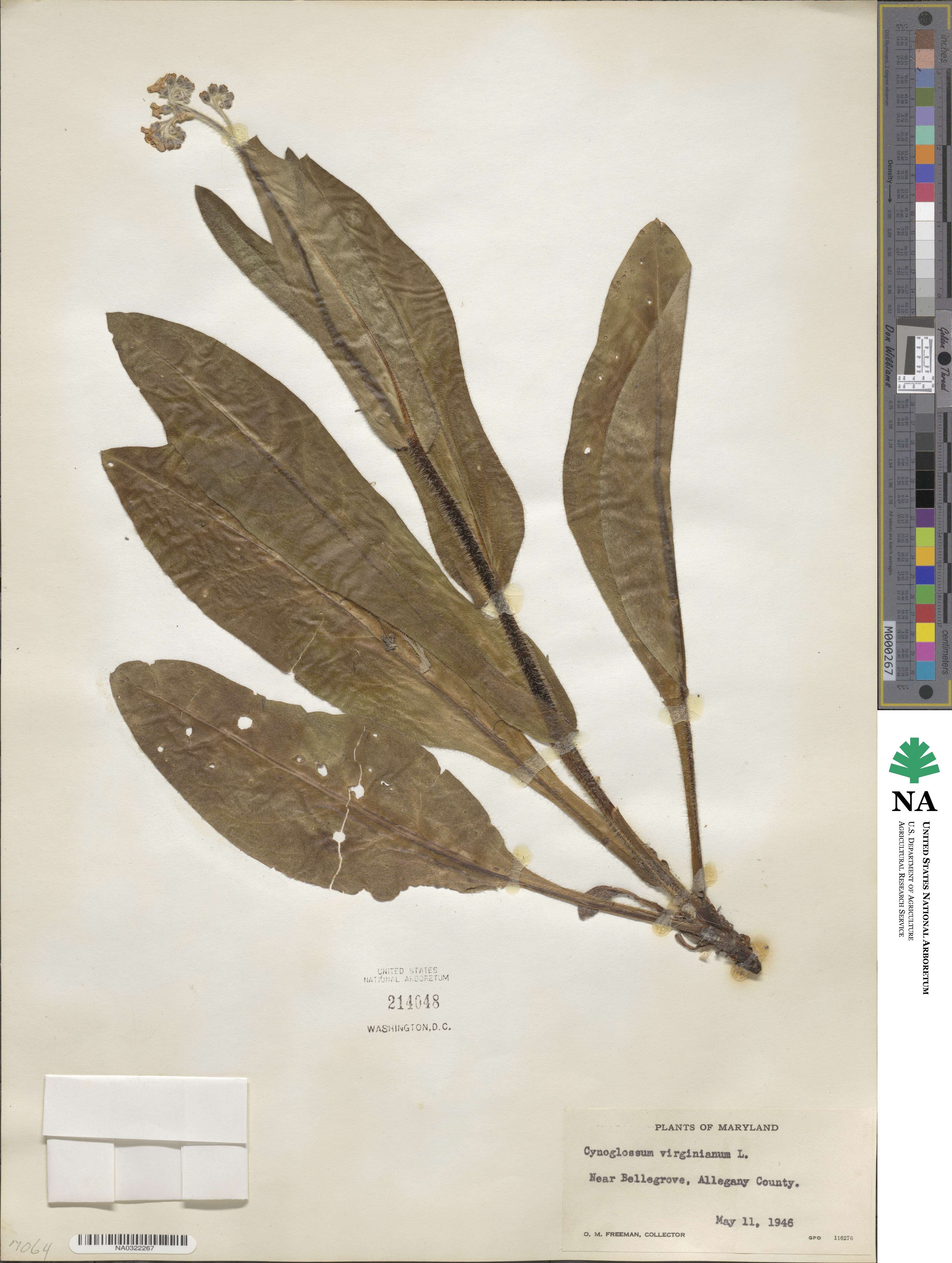 Andersonglossum virginianum image