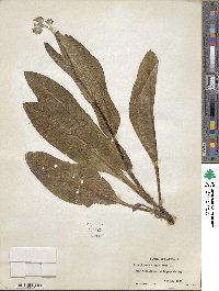 Andersonglossum virginianum image