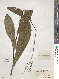 Andersonglossum virginianum image