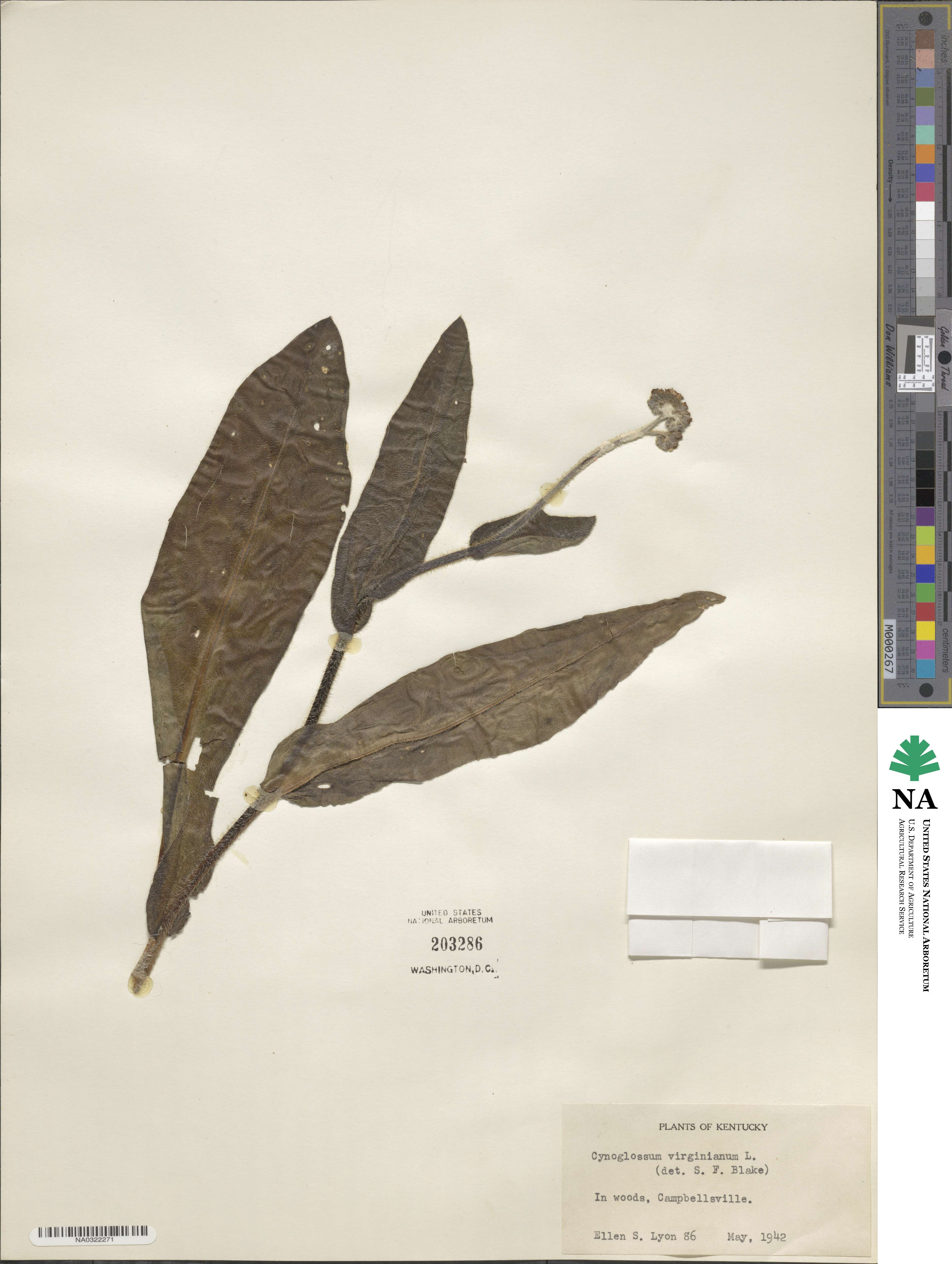 Andersonglossum virginianum image