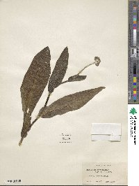 Andersonglossum virginianum image