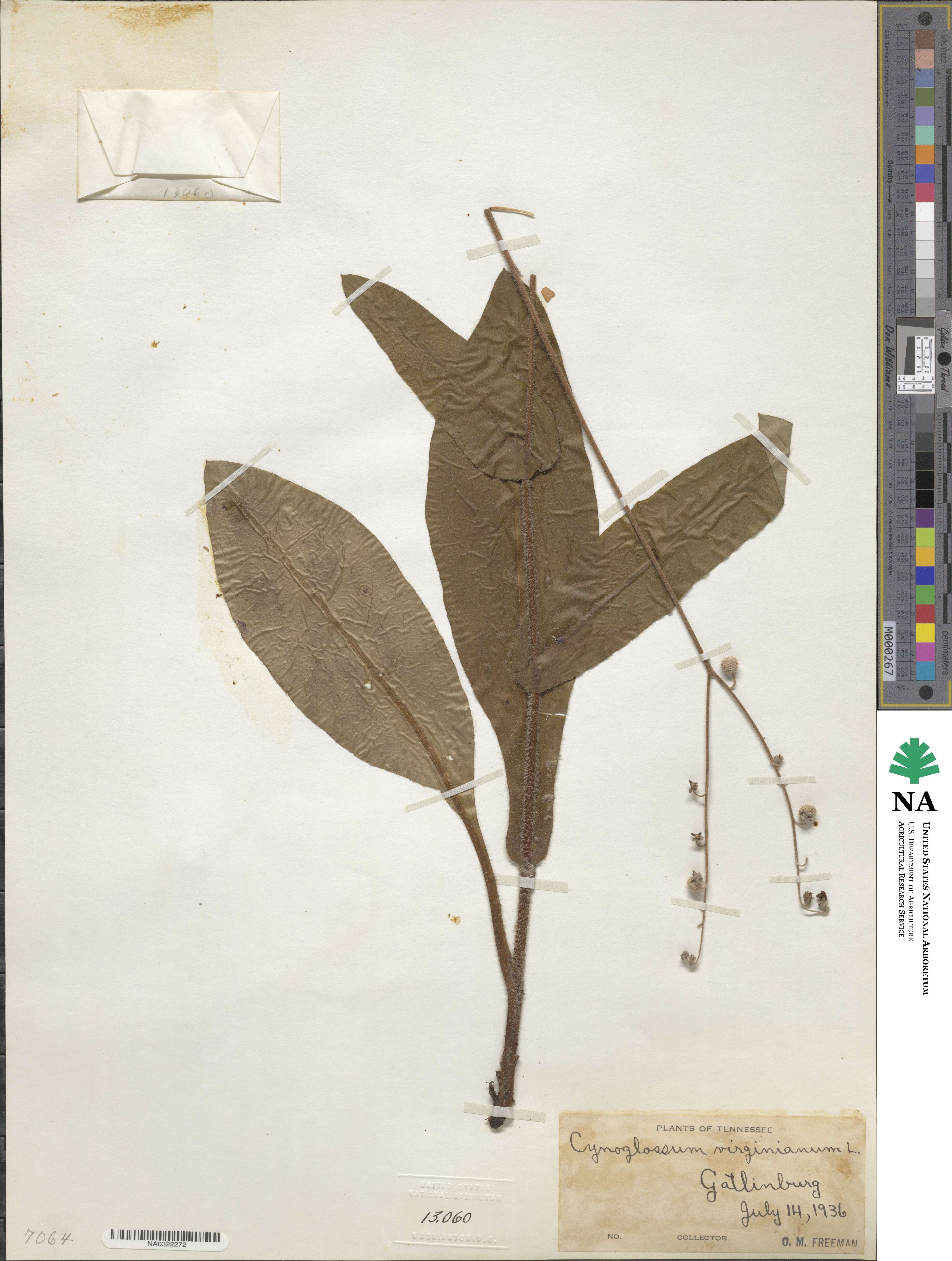 Andersonglossum virginianum image