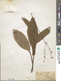 Andersonglossum virginianum image