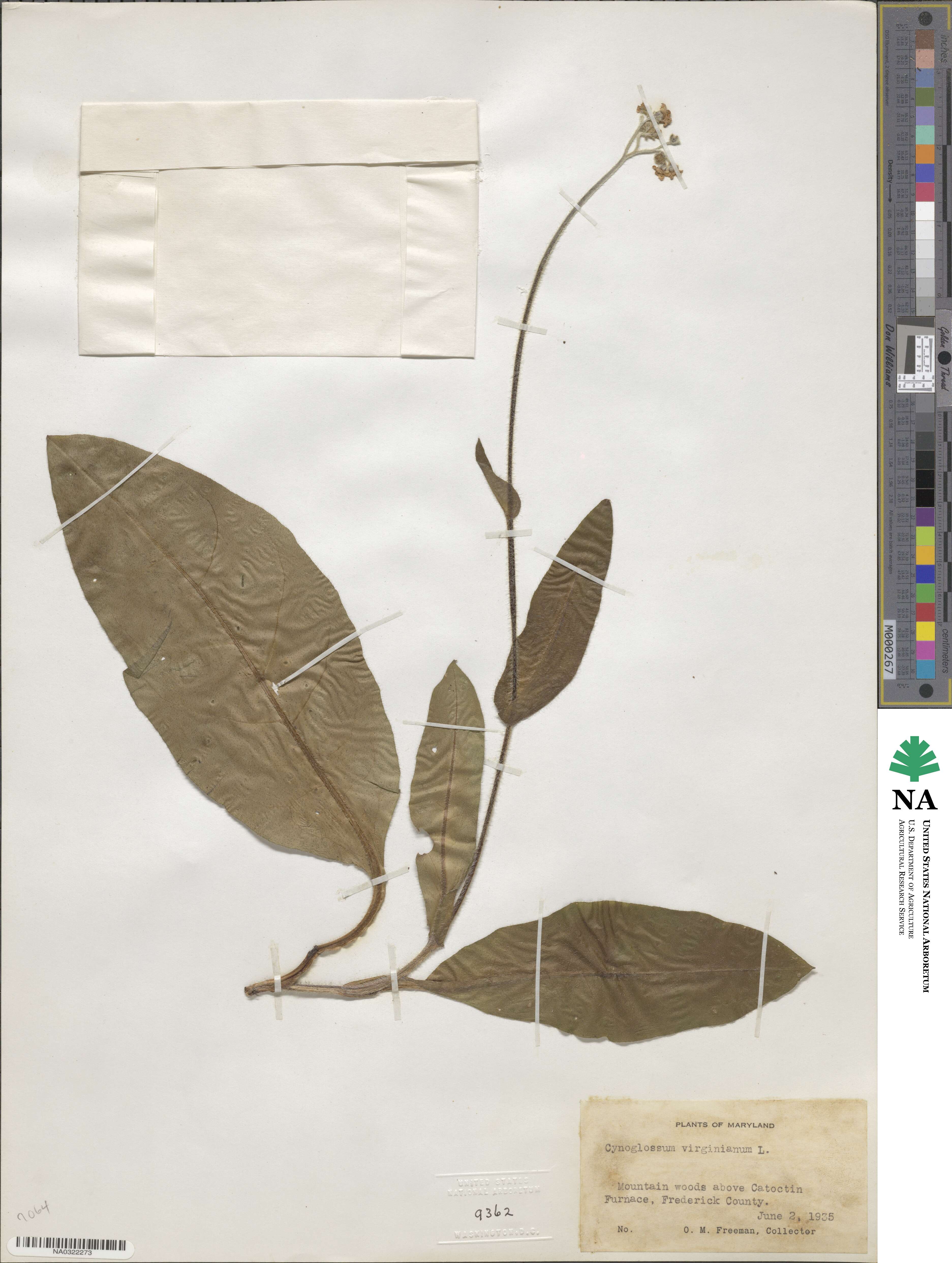 Andersonglossum image