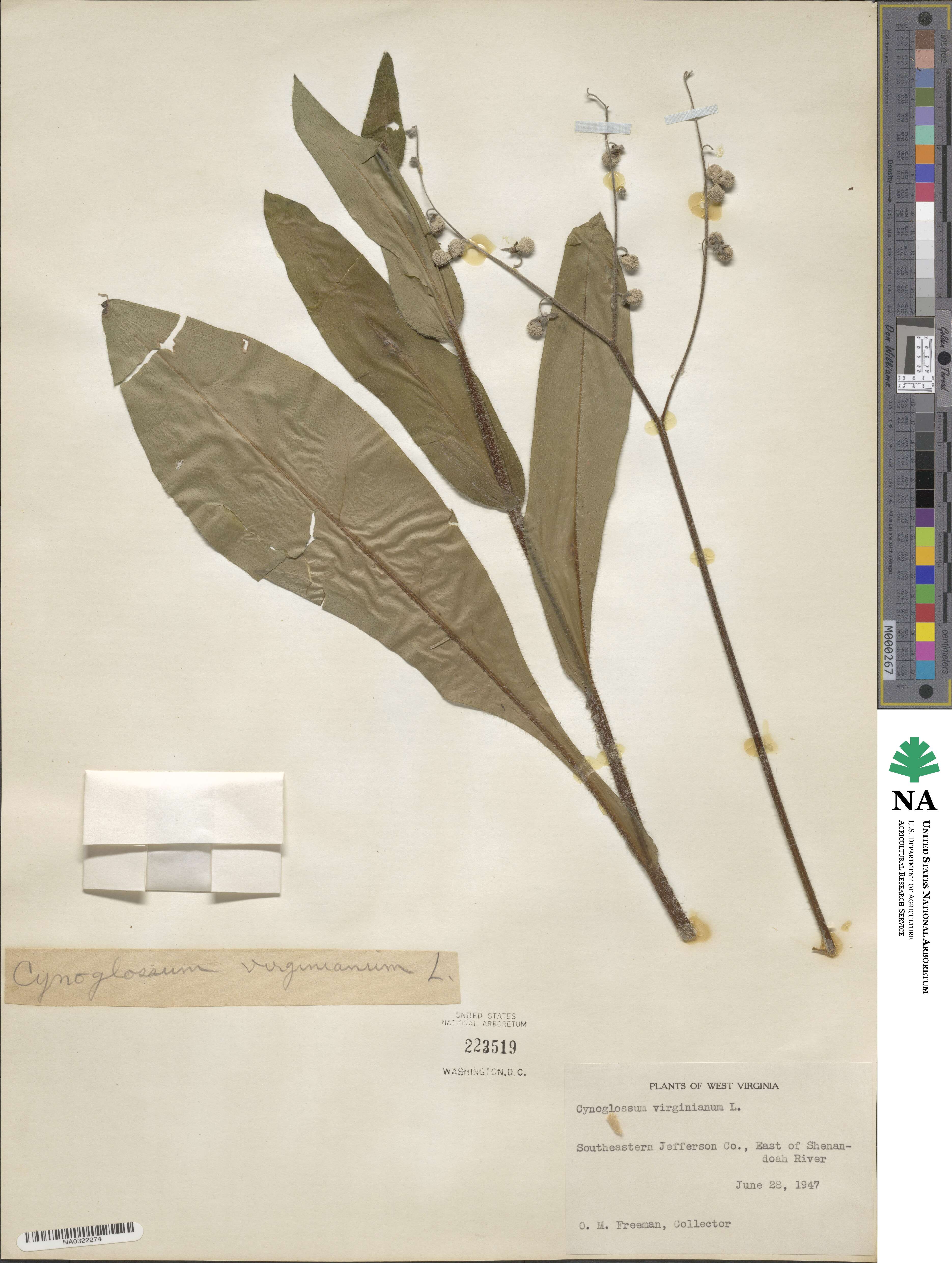 Andersonglossum virginianum image