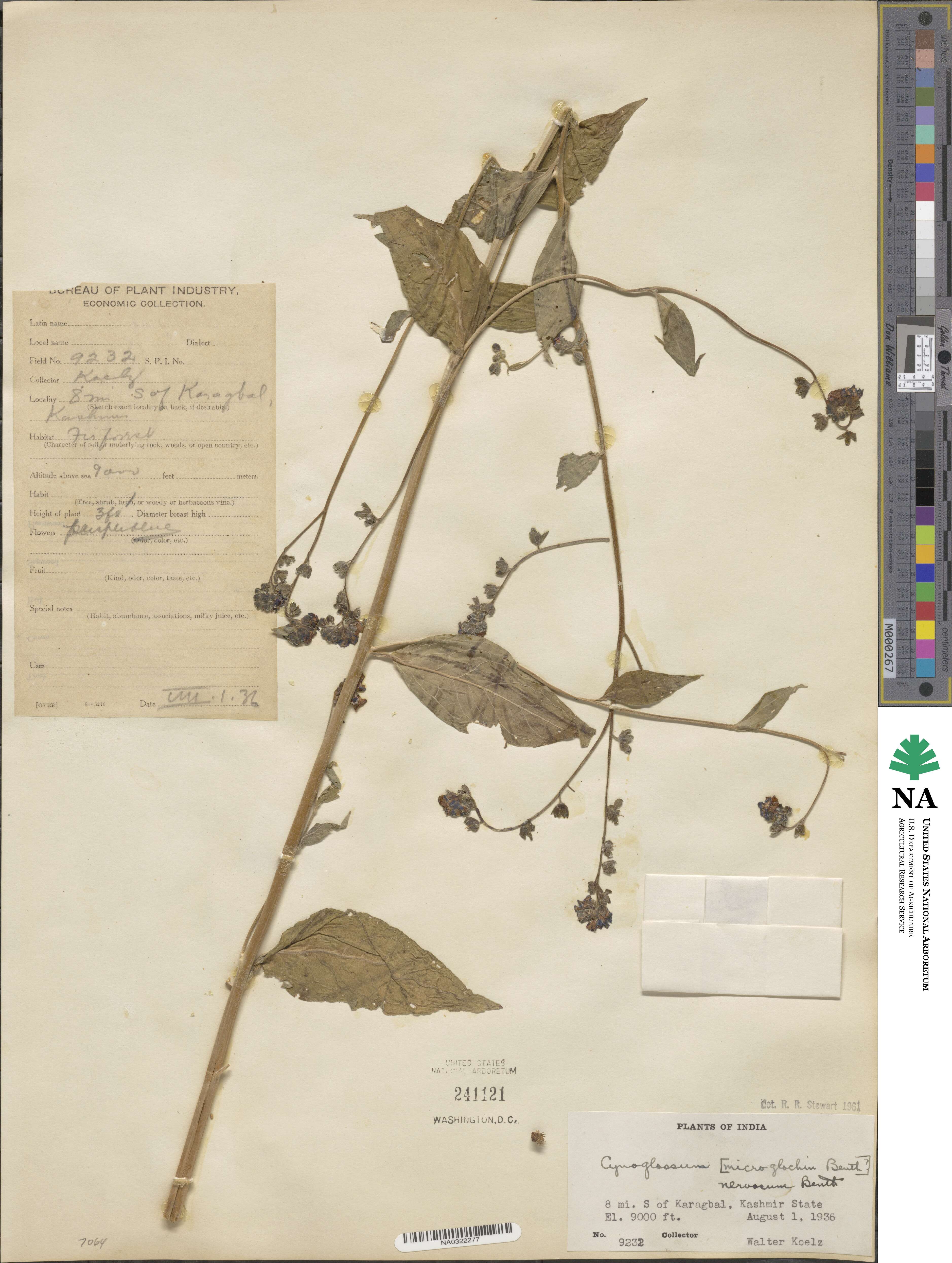 Cynoglossum microglochin image