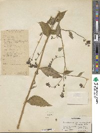 Cynoglossum microglochin image