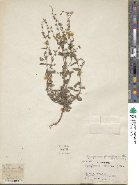 Paracynoglossum glochidiatum image