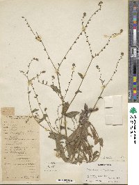 Paracynoglossum glochidiatum image