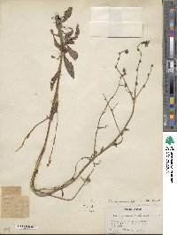 Paracynoglossum glochidiatum image