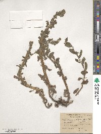 Paracynoglossum glochidiatum image