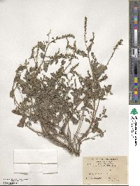 Paracynoglossum glochidiatum image