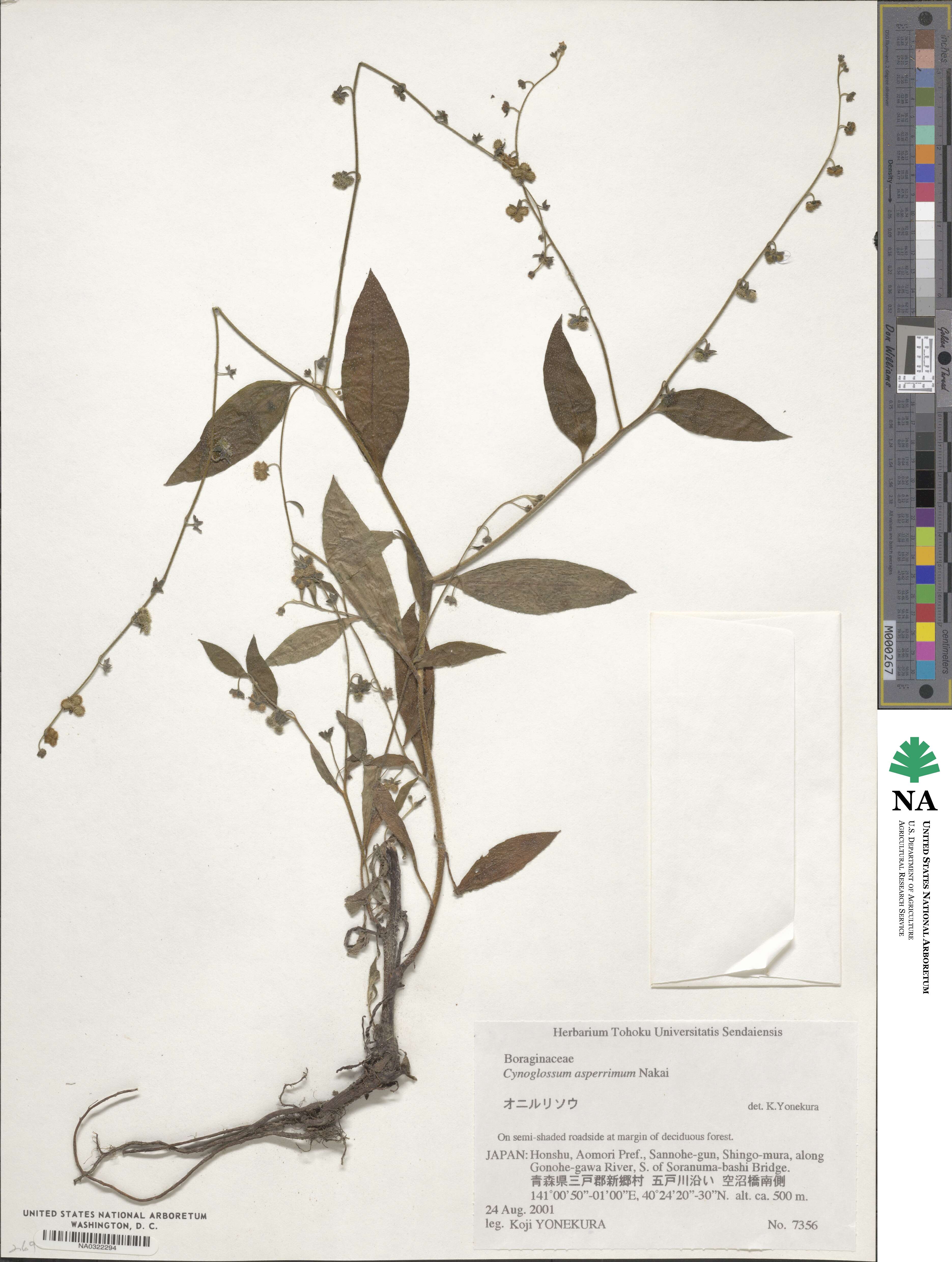 Paracynoglossum asperrimum image