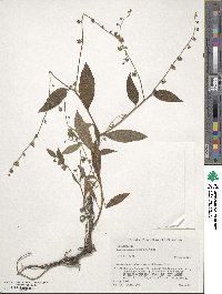 Paracynoglossum asperrimum image